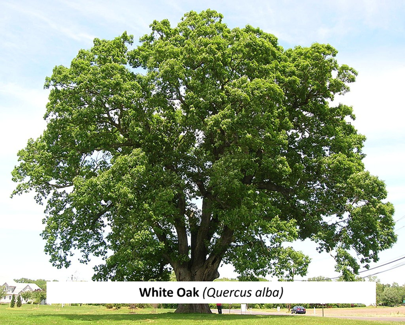 White Oak (Quercus alba)