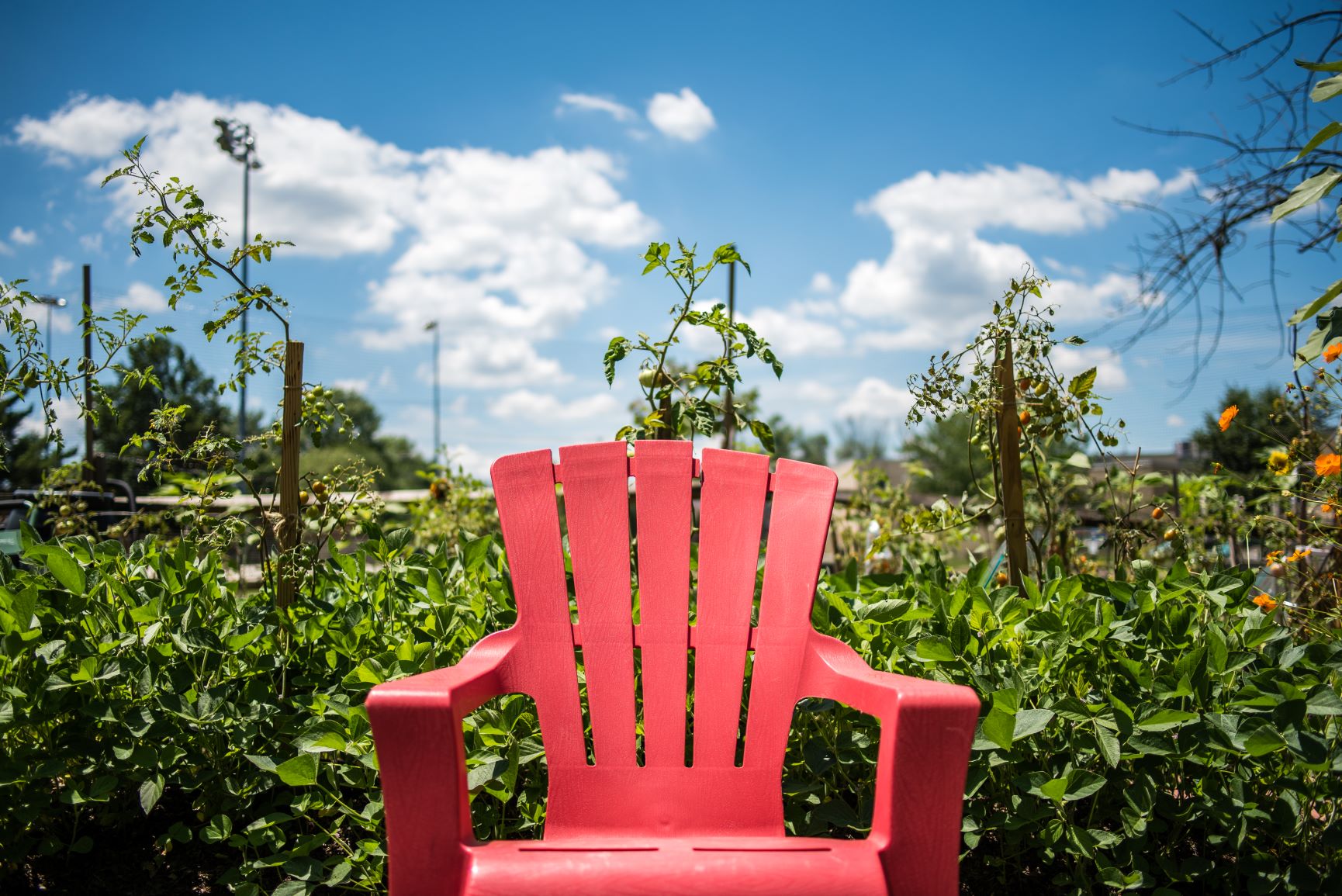 community garden